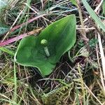 Neottia ovata Leaf