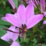 Cleome houtteana Flower