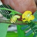 Chamaecrista nictitans Çiçek