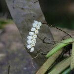 Bolusiella zenkeri Flor