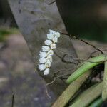 Bolusiella zenkeri Λουλούδι