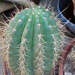 Leucostele terscheckii Celota