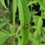 Monarda citriodora Folha