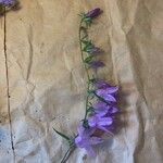 Campanula rapunculoides Floare
