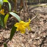 Gelsemium sempervirens Blomst