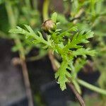 Glebionis coronaria List