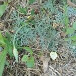 Eschscholzia californica Frunză