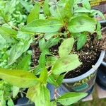 Persicaria odorata Blad