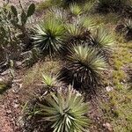 Dyckia encholirioides Hábito