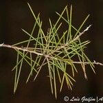 Hakea sericea Blatt