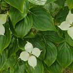 Cornus kousa Цвят