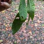 Chrysochlamys glauca Hoja