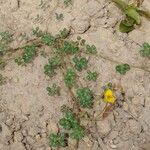 Chamaecrista hispidula Habitatea