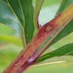 Paeonia lactiflora 樹皮