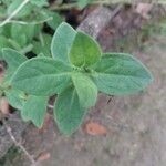 Petunia axillaris ᱥᱟᱠᱟᱢ