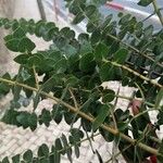 Eucalyptus pulverulenta Hostoa