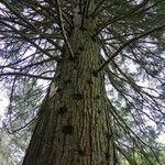 Sequoiadendron giganteum Corteccia