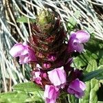 Prunella grandiflora Flor