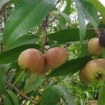 Syzygium jambos Фрукт