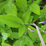 Salvia interrupta Hoja