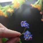 Myosotis nemorosa Flower