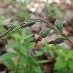 Epipactis microphylla Vrucht