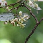 Microcos schmitzii Blüte
