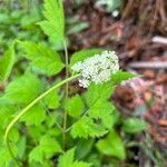 Actaea pachypodaFlor