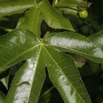 Jatropha gossypiifolia Ffrwyth