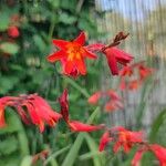 Crocosmia x crocosmiiflora Flor