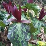 Trillium kurabayashii