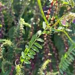 Vicia dasycarpa Leaf