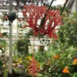 Hibiscus schizopetalus Cvet