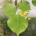Dalbergia sissoo Leaf