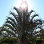 Dypsis decaryi Ліст