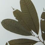 Duguetia trunciflora Inny