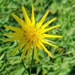 Tragopogon pratensisFlor