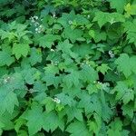 Rubus parviflorus Levél