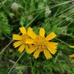 Amblyolepis setigera Flower