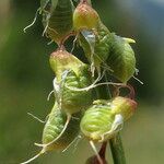 Melilotus elegans Tunda