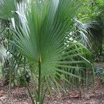 Sabal palmetto Συνήθη χαρακτηριστικά