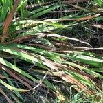 Watsonia borbonica ഇല