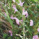 Pedicularis sylvatica Flower