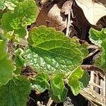 Salvia verticillata Leaf