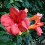 Campsis grandiflora Flower