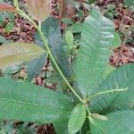 Dichostemma glaucescens Leaf