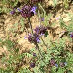 Salvia columbariae Habitus