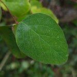 Symphoricarpos albus Feuille