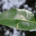 Ficus reflexa Hostoa
