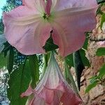 Brugmansia suaveolens Blomst